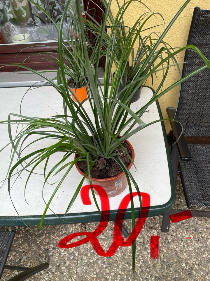 Billbergia Zimmerpflanzen 8€bis 20€ in Berlin