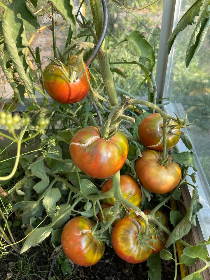 Saatgut Ananas Tomate in Meißenheim