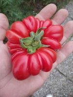 Costoluto Genovese Bio Tomatensamen | samenfest München - Altstadt-Lehel Vorschau