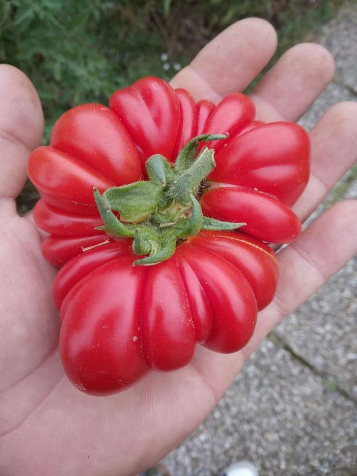 Costoluto Genovese Bio Tomatensamen | samenfest in München