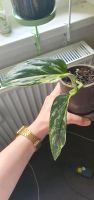 Monstera Standleyana Variegata ableger Berlin - Treptow Vorschau