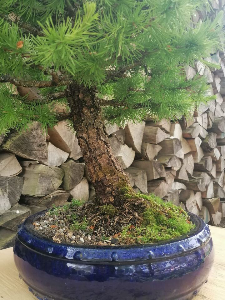 Yamadori - Lärchen-Bonsai in Herbertingen