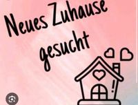 Suche 3-4 Raum Wohnung Brandenburg - Ketzin/Havel Vorschau