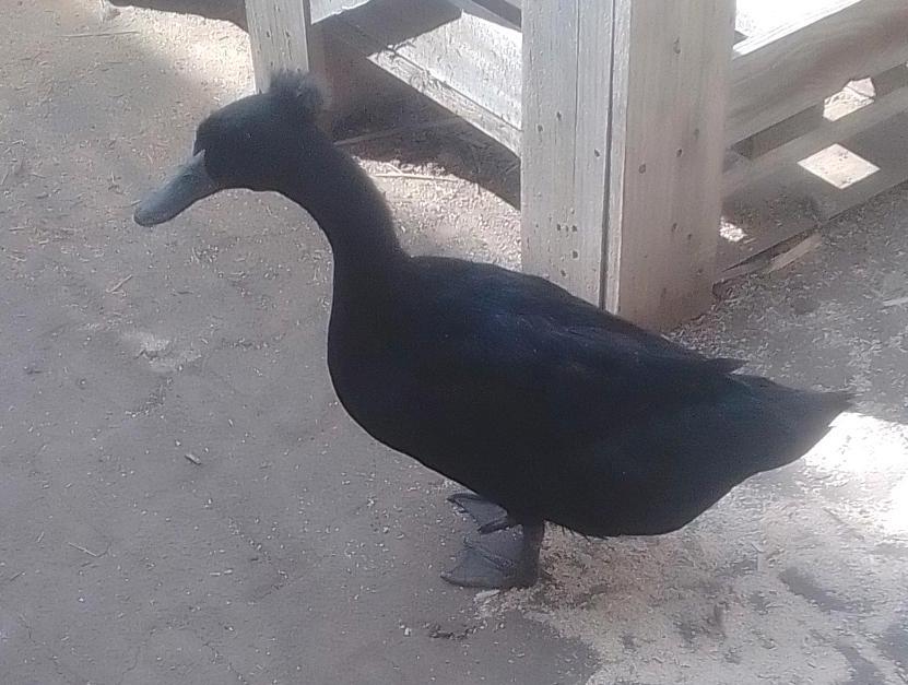 kalkmurmeln Enten Cayuga Pommernenten Schopfenten Laufenten in Mühldorf a.Inn