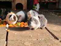 Meerschweinchen Notstation hat wieder Plätze frei ♡♡♡ Nordrhein-Westfalen - Erftstadt Vorschau