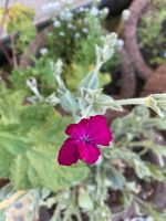 Lichtnelken Balkon Gartenblumen winterfest pflegeleicht Topf 3€ Hessen - Pohlheim Vorschau