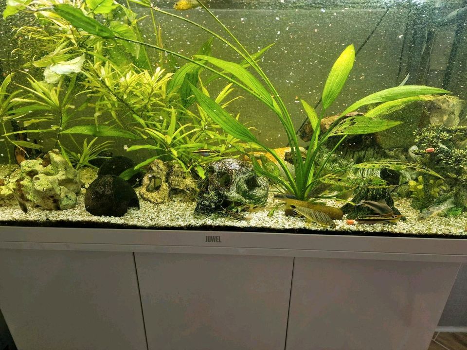 Aquarium Juwel 180 zu verkaufen in Ballenstedt