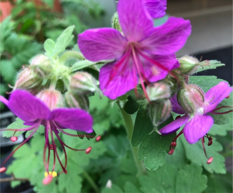 Storchenschnabel Geranium ☺️Staude winterhart Bodendecker in Mainz