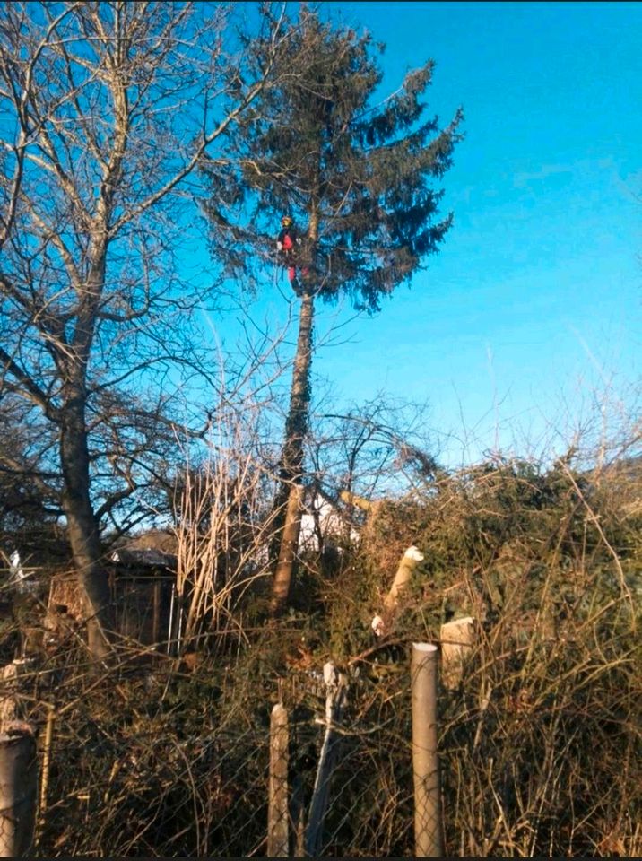 Bäume fällen Forstarbeiten Hecke schneiden Baumfällung Baumpflege in Bad Driburg