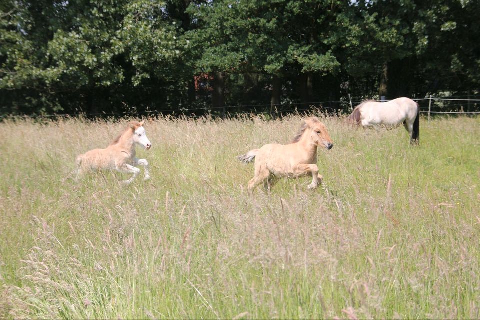 Stall mit Grünland gesucht zur Haltung von Ponies in Gescher