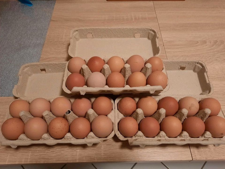 Frische Eier zum verkaufen in Landau a d Isar