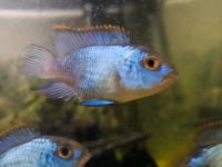 Elektric Blue Fische Hessen - Bad Hersfeld Vorschau