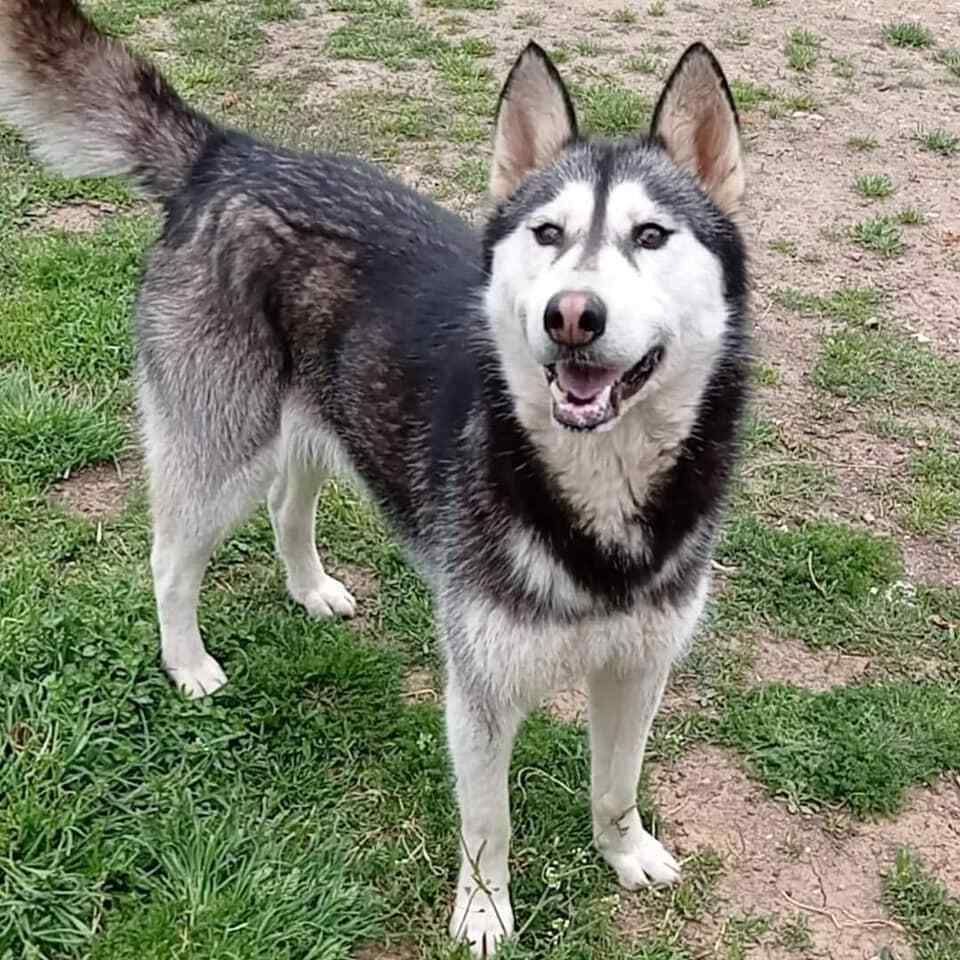 Aika - Huskyhündin sucht ihr zu Hause in Bremervörde