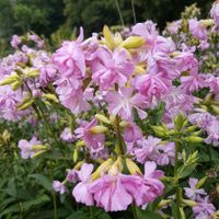 Echtes Seifenkraut Seifenblume Ableger Kreis Pinneberg - Tornesch Vorschau