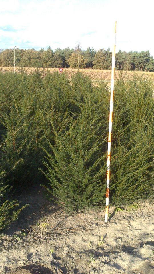 Taxus Baccata Heimische Eibe Heckenpflanzen. Versand NRW Möglich in Kranenburg