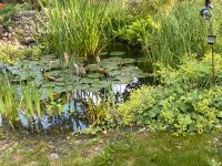 Regenbogenelritzen für Gartenteich Nürnberg (Mittelfr) - Südoststadt Vorschau