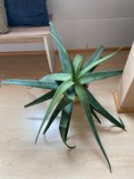 Aloe Vera Pflanze mit Topf, Pflanze Bayern - Landshut Vorschau