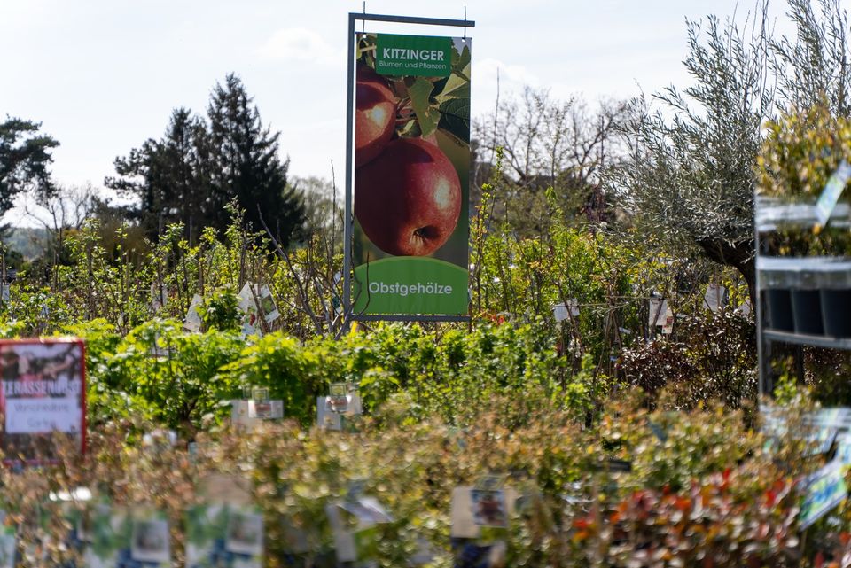 Baumschule XL/Heckenpflanzen/Obstbäume/Ziersträucher/Bäume in Hessen