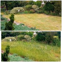 Gartenarbeit, Heckenschnitt, Baumfällung Frankfurt am Main - Gallusviertel Vorschau