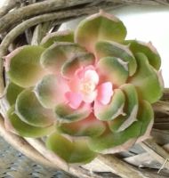 Sukkulente Echeveria zum stecken Kunst grün rosa 8cm Niedersachsen - Hermannsburg Vorschau