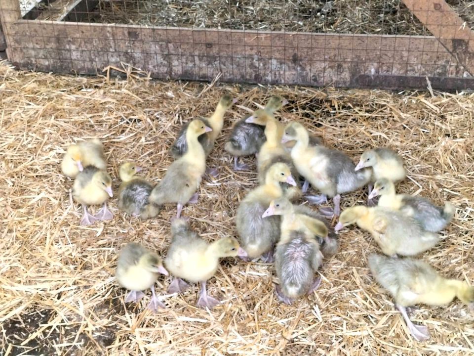 Gössel Gänse Enten mularden in Burg Stargard