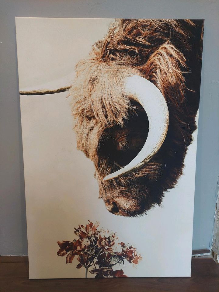 Leinwandbild, Highland Cow, 60x90 in Helmstedt