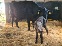 Mutterkuh Angus mit Kalb Schleswig-Holstein - Seedorf Vorschau