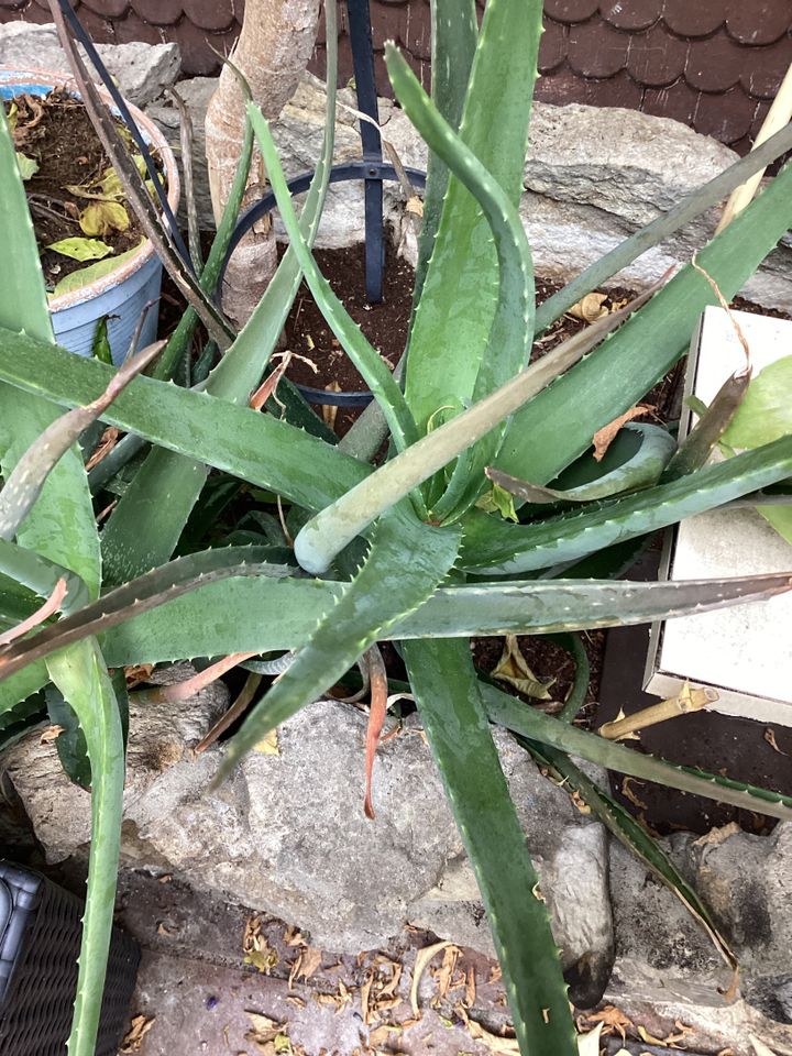 Aloe Vera Naturprodukt aus eigenem Anbau zum Kilopreis in Birkenfeld