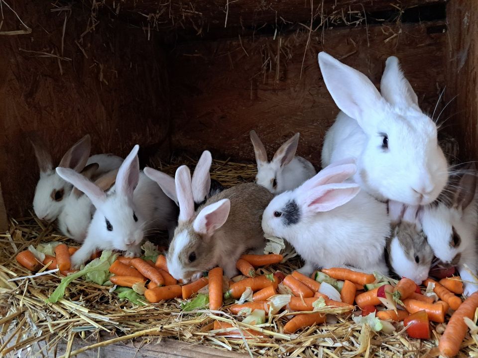 Kaninchen Deutsche Riesen noch paar schöne Häsin zu verkaufen in Jade