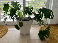 Monstera Deliciosa Fensterblatt mit Topf d 49 cm Baden-Württemberg - Ludwigsburg Vorschau