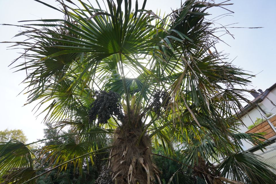 Hanfpalme Trachycarpus. Sämlinge und Samen in Weinstadt