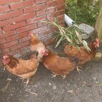 Hühner zu verkaufen Niedersachsen - Wittmund Vorschau