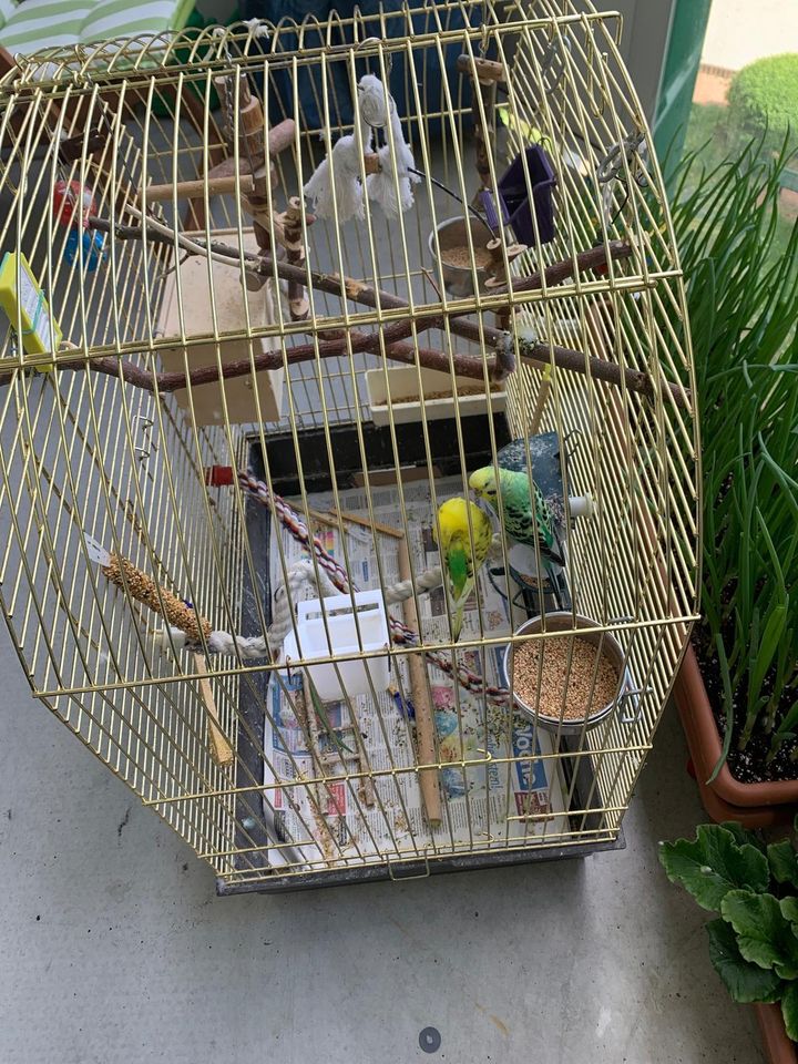 Großer Vogelkäfig mit Zubehör in Berlin