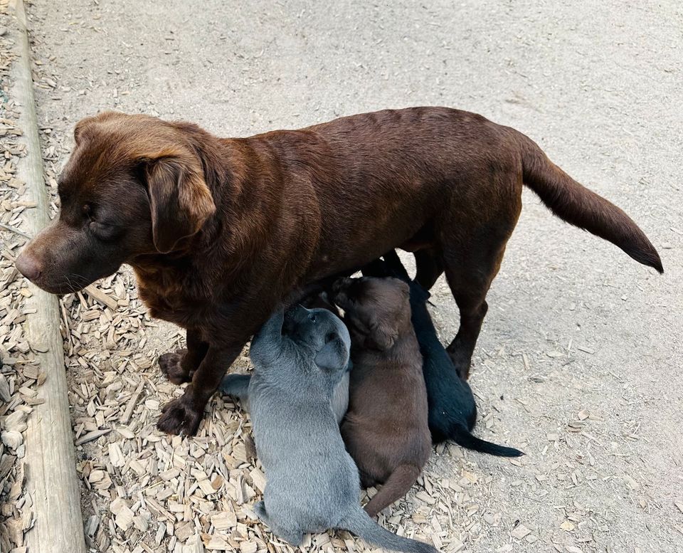 Labrador Welpen in Ohrdruf