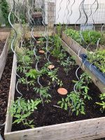 Bio Tomatenpflanzen verschiedene Sorten Rheinland-Pfalz - Leimersheim Vorschau