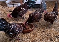 BE Friesenhuhn rot-schwarzgeflockt mit weißen Federenden Hessen - Bürstadt Vorschau