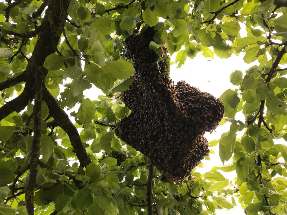 Fange Bienenschwarm - Imker Schwarmhilfe Bienen in Haßfurt