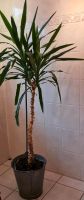 Dekorative Yucca-Palme Sachsen - Großpösna Vorschau