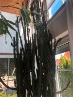 Kaktus Kakteen Euphorbia Wolfsmilch ca. 300 cm Bayern - Herrieden Vorschau
