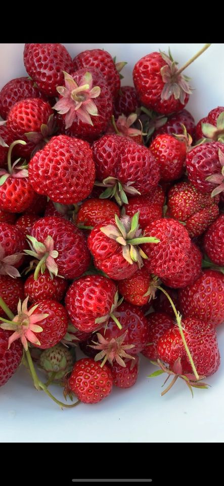5 Erdbeerpflanzen Mieze Schindler in Halle