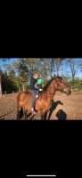 Ponyreiten für Kinder Niedersachsen - Hechthausen Vorschau