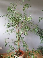 Ficus benjamina Höhe ca 150 Burglesum - Lesum Vorschau