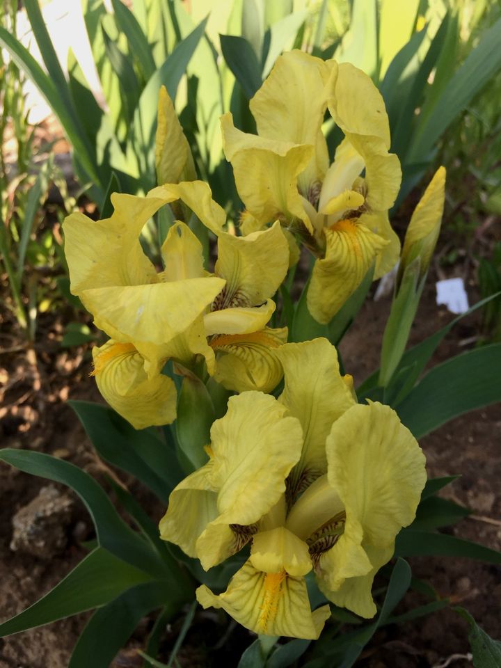 Schwertlilie Iris Zwerg Nana viele Sorten Zwergiris Lilie in Liebenau