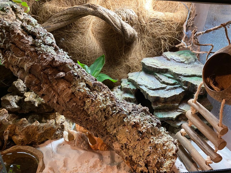 Exoterra Terrarium groß mit Landeinsiedlerkrebsen Regenanlage in Büdelsdorf