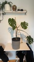 Monstera 88cm München - Maxvorstadt Vorschau