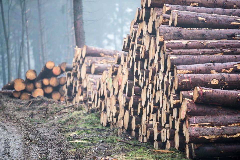 Brennholz Stammholz Holzstämme Rundholz Polter Feuerholz in Fraureuth