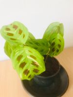 Maranta Leuconeura Kerchoveana Variegata, plant Friedrichshain-Kreuzberg - Friedrichshain Vorschau