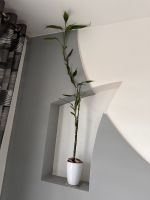 Zimmerpflanze Bambus ca 103cm hoch im weißen Topf Niedersachsen - Werlte  Vorschau