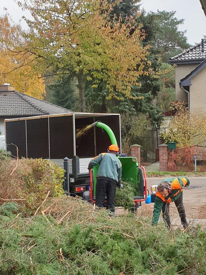 Vertikutierung, Gartenpflege, Baumfällung, Gartenarbeit in Falkensee