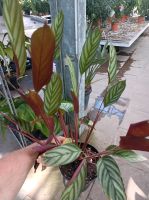 Calathea setosa Korbmarante 50-70cm Zimmerpflanze Nordrhein-Westfalen - Nordkirchen Vorschau